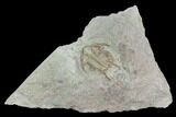 Ordovician Foulonia Trilobite - Fezouata Formation #130436-1